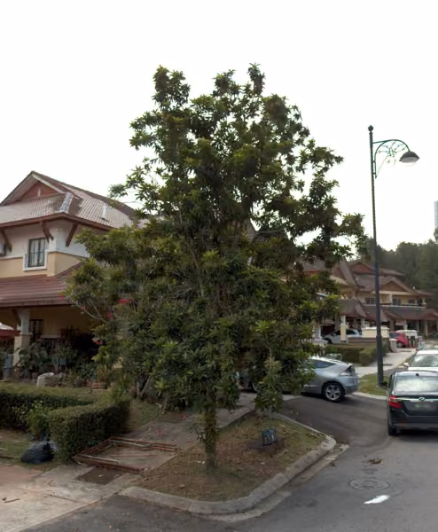 tree photo