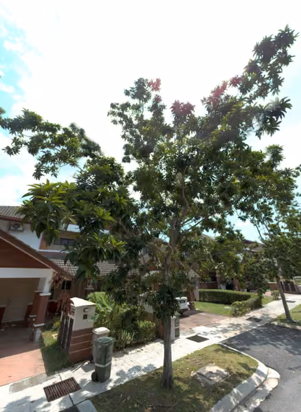 tree photo