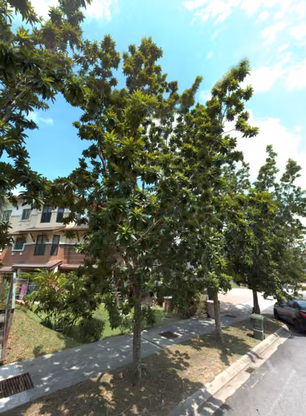 tree photo
