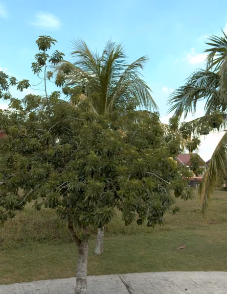 tree photo