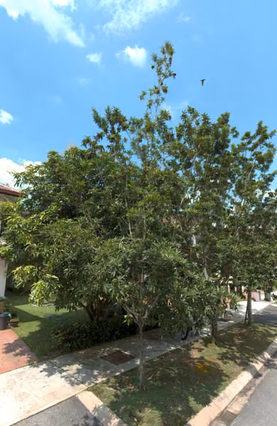 tree photo