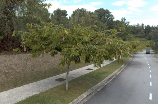 tree photo