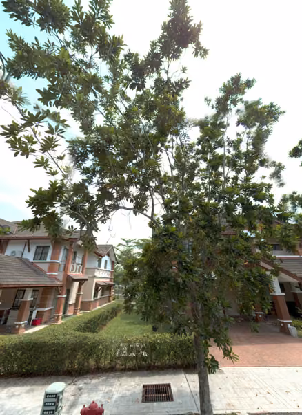tree photo