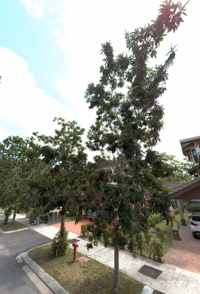 tree photo