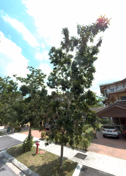 tree photo