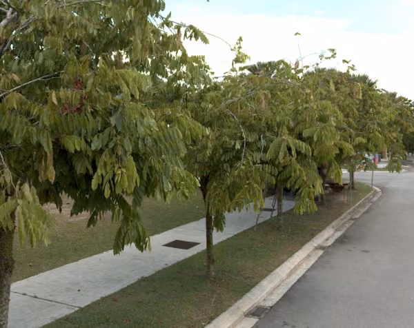 tree photo