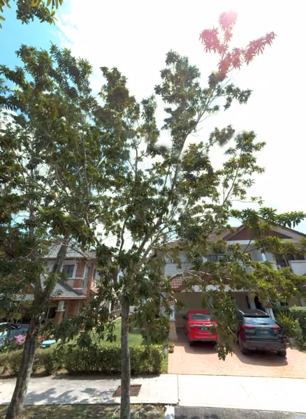 tree photo