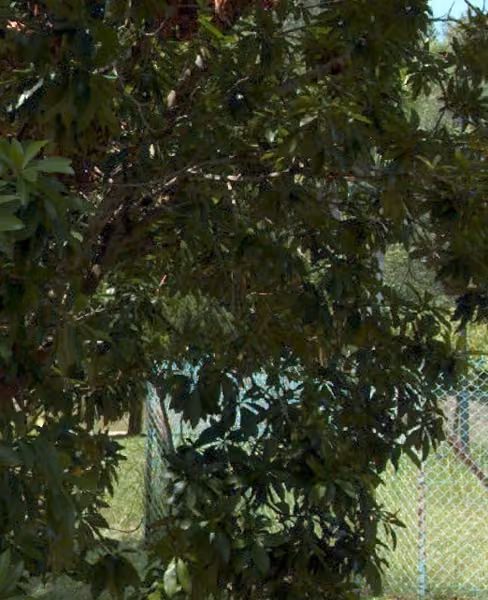 tree photo