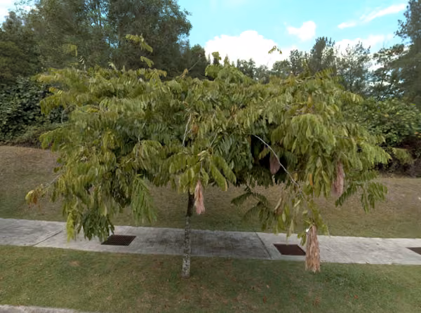 tree photo