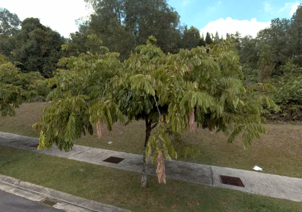 tree photo