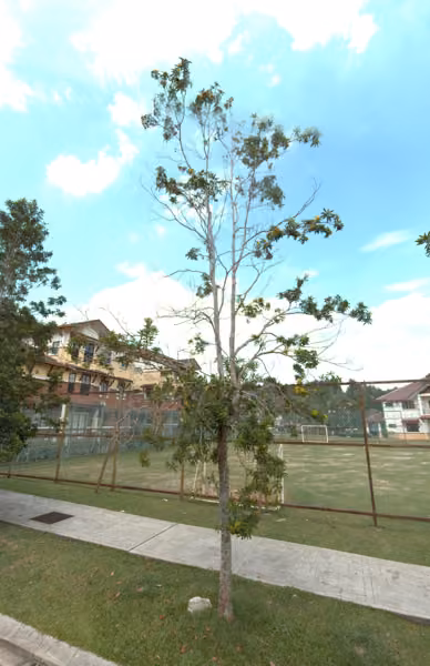 tree photo
