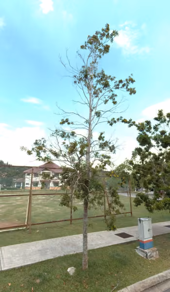 tree photo