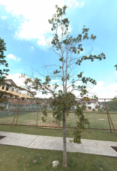 tree photo