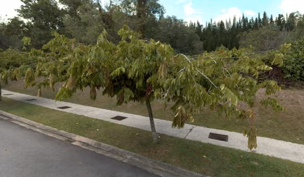 tree photo
