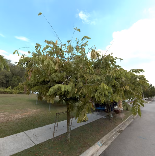 tree photo
