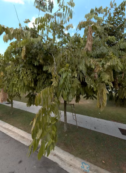 tree photo