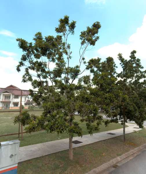 tree photo