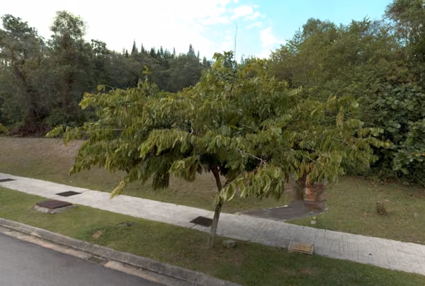 tree photo