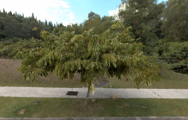 tree photo