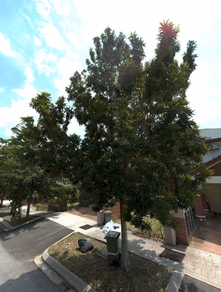 tree photo