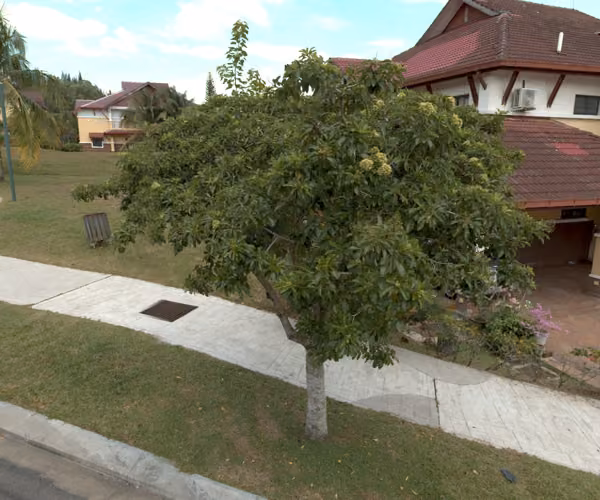 tree photo