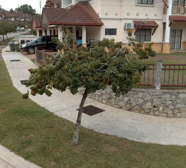 tree photo
