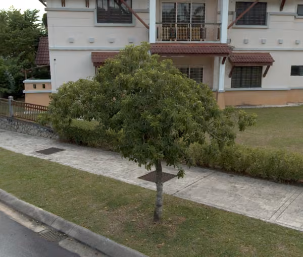 tree photo