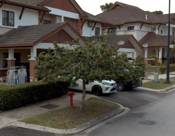tree photo