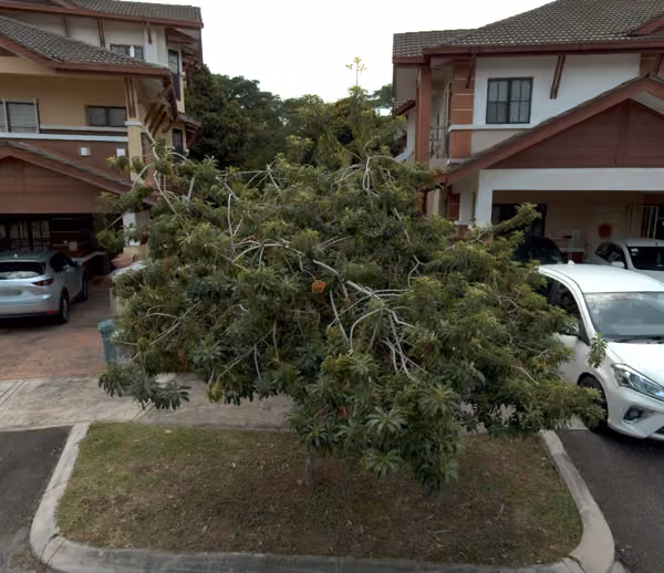 tree photo