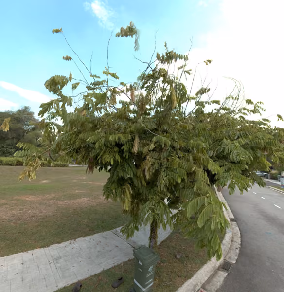 tree photo