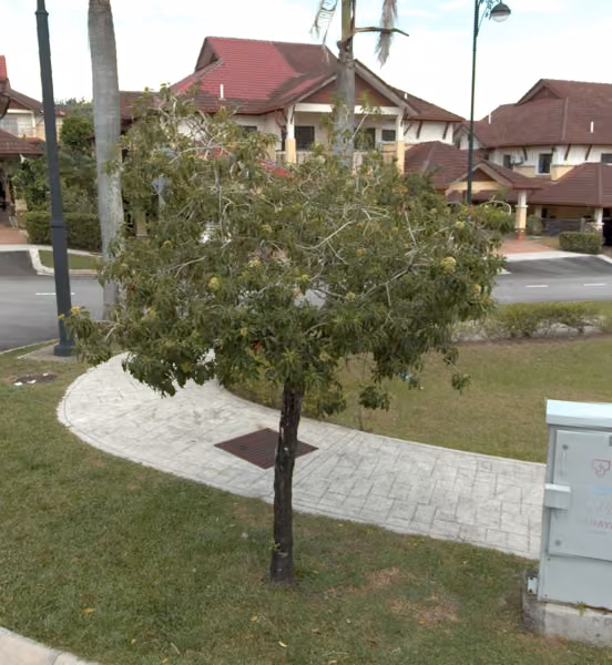 tree photo