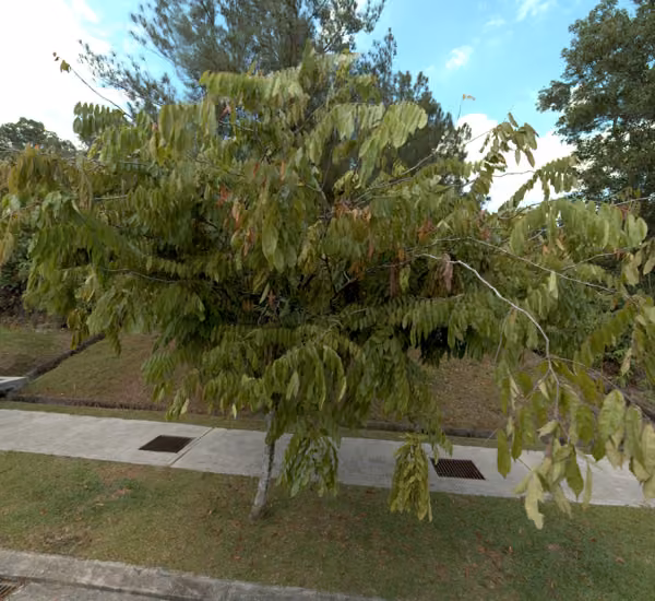 tree photo