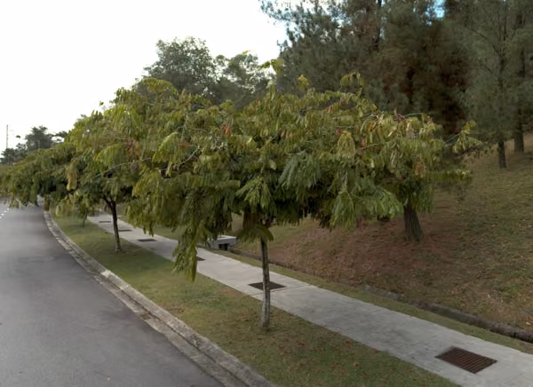 tree photo