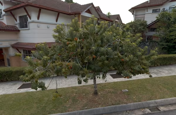 tree photo
