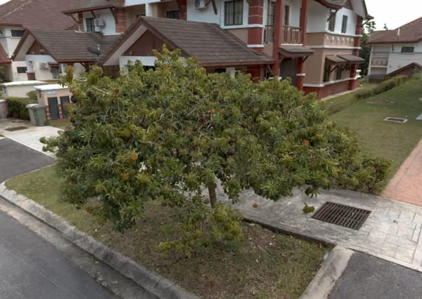 tree photo