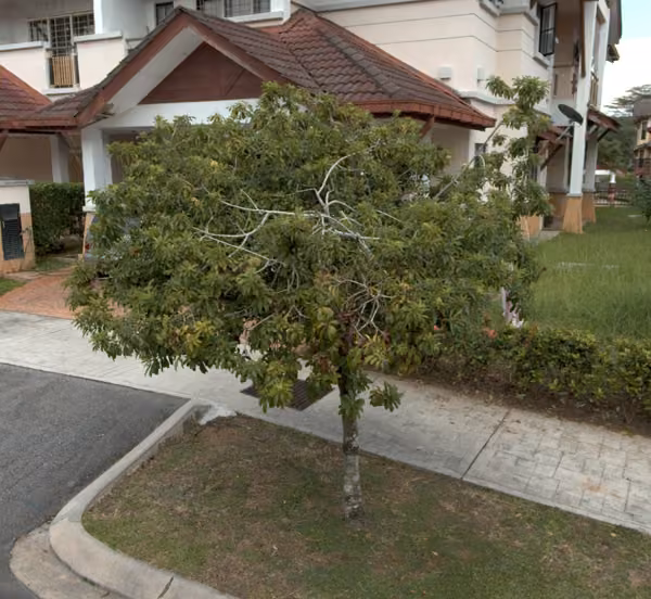 tree photo