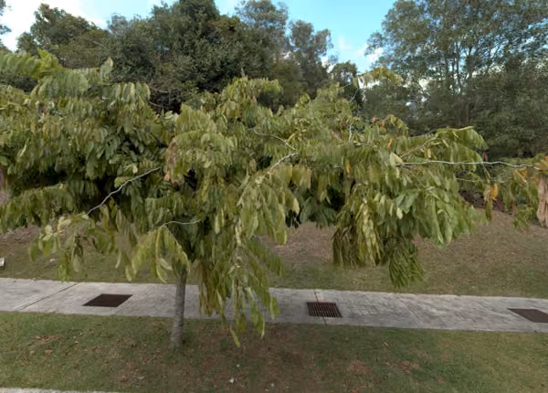 tree photo