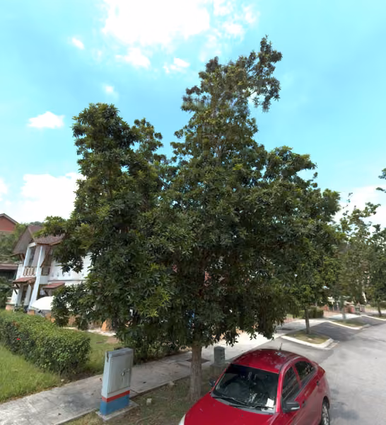 tree photo