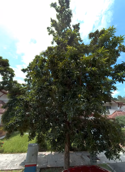tree photo
