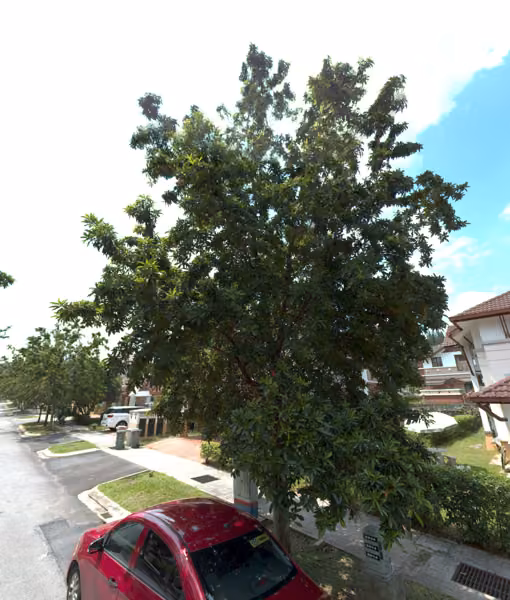 tree photo
