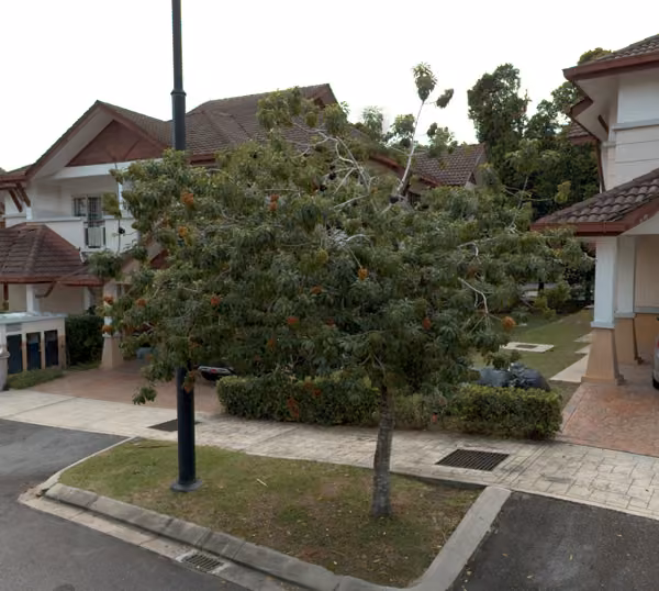 tree photo