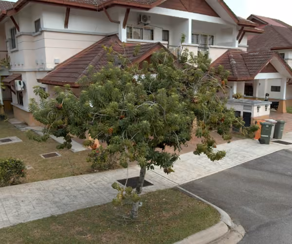 tree photo