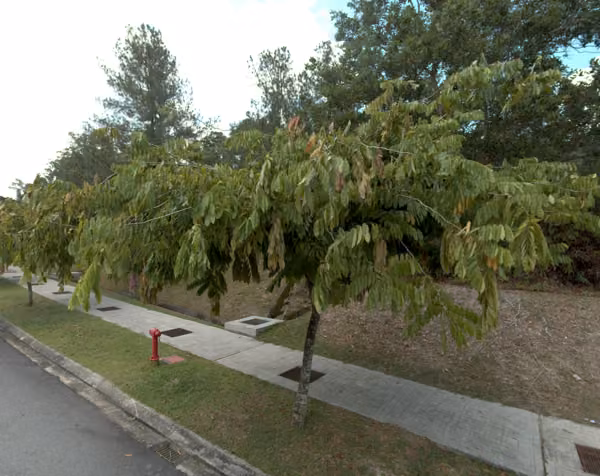 tree photo