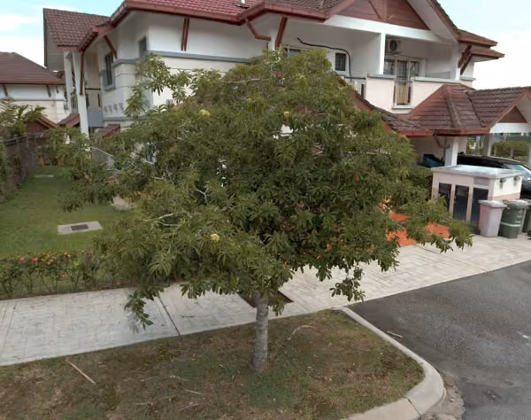 tree photo
