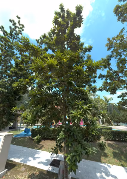 tree photo
