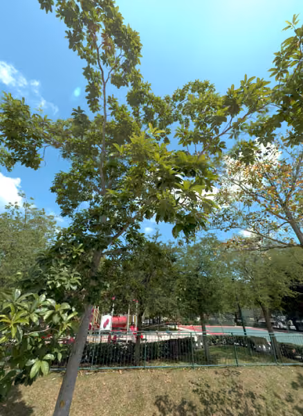 tree photo