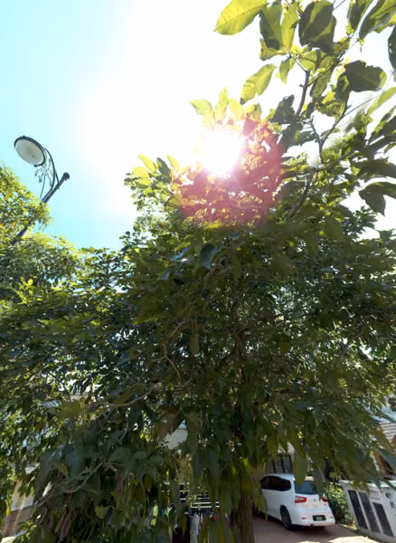 tree photo