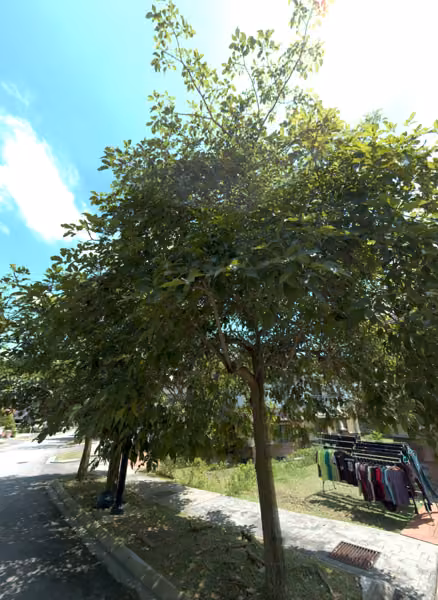 tree photo