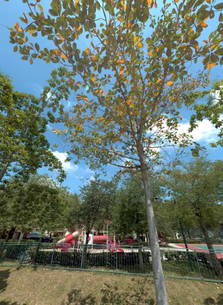 tree photo