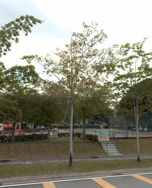 tree photo